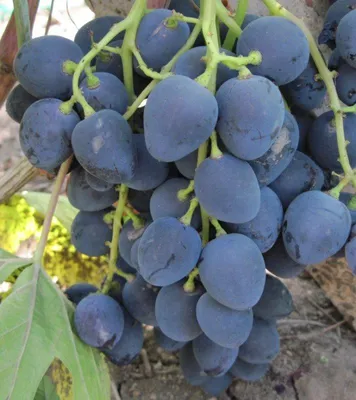 Grapes Wine Viticulture