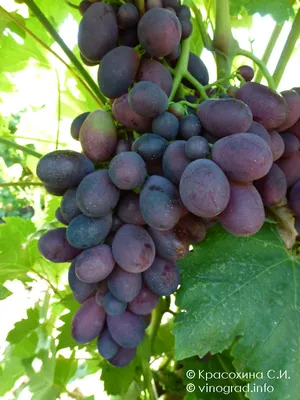 Саженец виноград сорт Мускат Оттонель - buy on Agrobiz, price90 грн. -  5374457