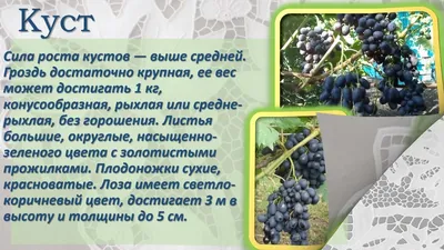 https://kvetki-gorki.by/products/chyornaya-vishnya