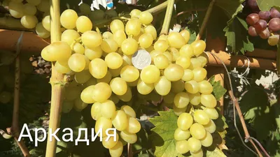 Виноград | Интернет магазин \"Ягодка\"