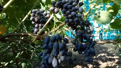 Виноград сорт Ришелье.Очень ранний.Интересная форма ягоды. - YouTube