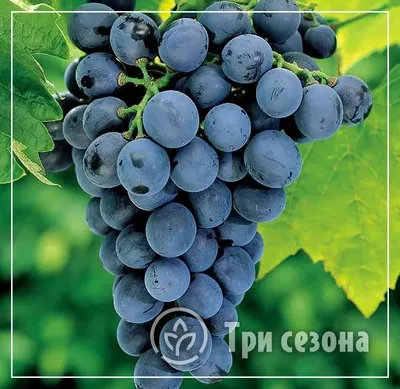 Лорано - саженцы винограда