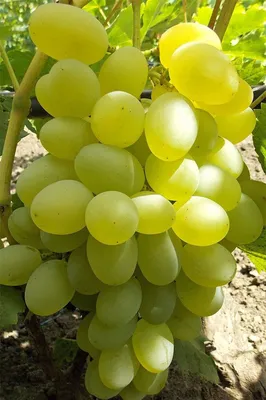 СОРТА ВИНОГРАДА для ПОДМОСКОВЬЯ (2)🍇🍇🍇 | Цветочная Рапсодия | Дзен