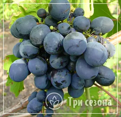 АКАДЕМИК - столовый сорт винограда. описание. фото. - vinogradnik.com.kg