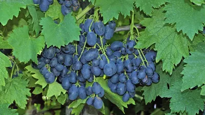 Grapes Richelieu, blue grapes - YouTube