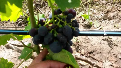 Виноград Елизавета - купить саженцы ягодных культур с доставкой по Украине  в магазине Добродар