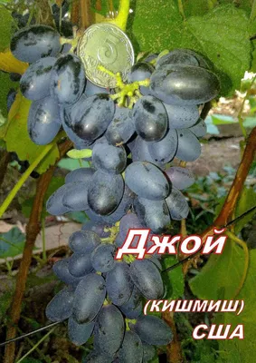 Черный Талисман - форум-виноград