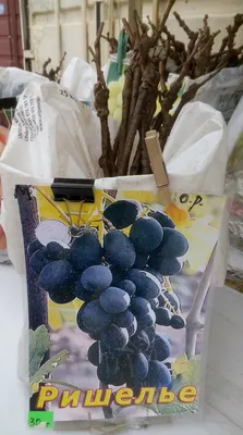 Саженец винограда Ришелье - купить по лучшей цене в Одессе от компании  \"💙АГРОЛИНИЯ™💛\" - 86120737