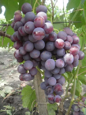 Виноград рошфор фото фотографии