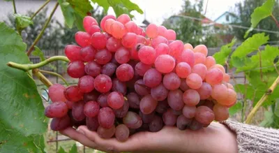 Купить виноград софия по цене 0 руб. в интернет магазине \"Первые Семена\"