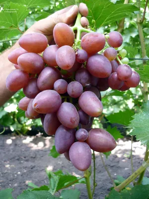 Описание сорта винограда София
