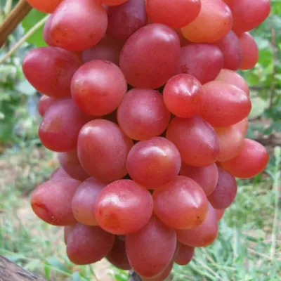 Саженцы винограда София купить в Москве по цене от 999 до 6850 руб. -  питомник растений Элитный Сад