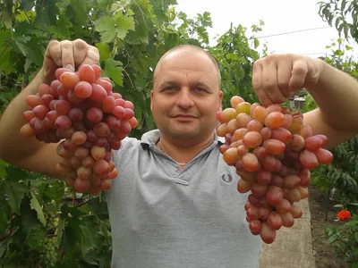 Виноград София (в тубе) купить недорого в интернет-магазине товаров для  сада Бауцентр