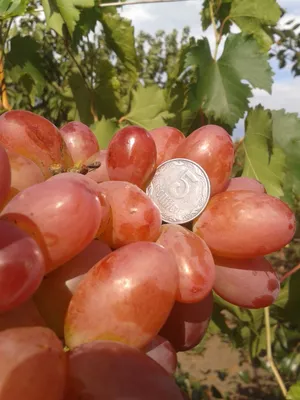 Саженцы винограда София Беларусь доставка почтой, низкая цена