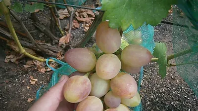 ВИНОГРАД СОФИЯ: купить саженцы винограда софия в Одессе, Киеве и Украине -  Agro-Market