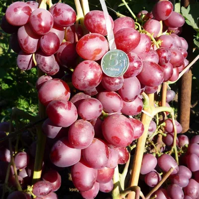 Ранние сорта винограда — купить саженцы раннего винограда в Украине почтой  | sezon.com.ua