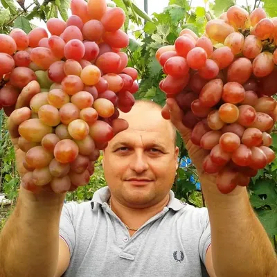Саженцы винограда София Россия доставка почтой, дешевая цена