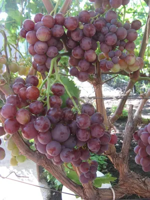 Купить саженцы винограда бастрадо магарачский в Крыму - Наш Сад