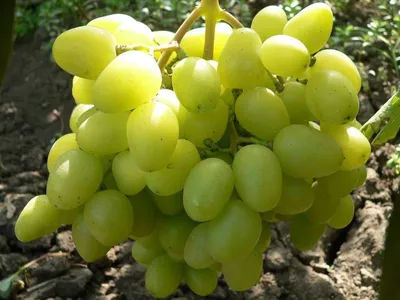 ВИНОГРАД СОФИЯ: купить саженцы винограда софия в Одессе, Киеве и Украине -  Agro-Market
