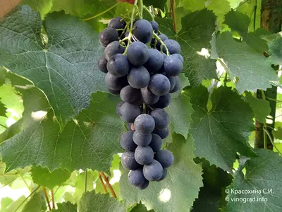 Страшенский - сорт винограда