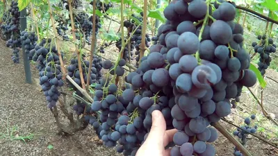 Саженцы винограда СТРАШЕНСКИЙ купить оптом в Одессе