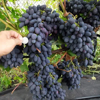 Виноград «Страшенский». Урожай и особенности сорта | Виноград VM | Дзен