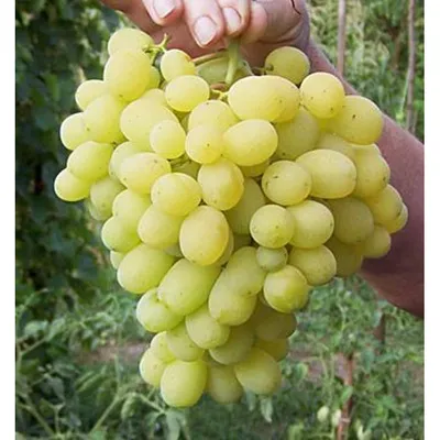 Виноград - Страшенский - ранний столовый сорт винограда с... | Facebook