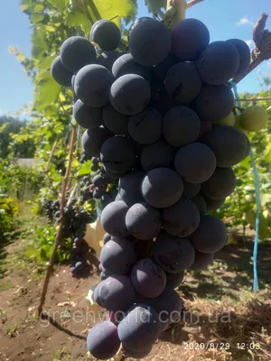 Страшенский - саженцы винограда