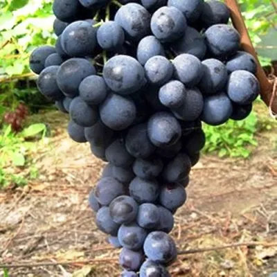 Виноград Страшенский | саженцы высокоурожайного винограда