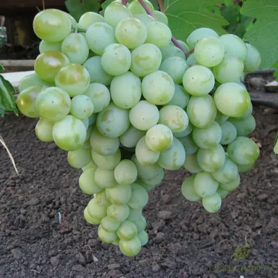 Продам оптом виноград Страшенский и Низина, Херсонская обл — Agro-Ukraine
