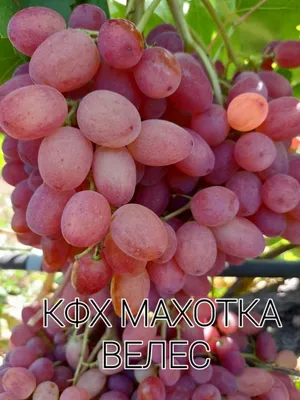 Veles Grapes - one of the best varieties bezsemyannіh - YouTube