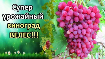 Саженцы винограда сорт Кишмиш Велес