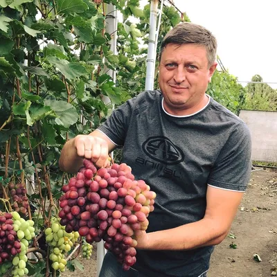 ВЕЛЕС - СУПЕР УРОЖАЙНЫЙ, РАННИЙ ВИНОГРАД! ХАРАКТЕРИСТИКА СОРТА, ОПИСАНИЕ,  ОБЗОР, ОТЗЫВ. - YouTube