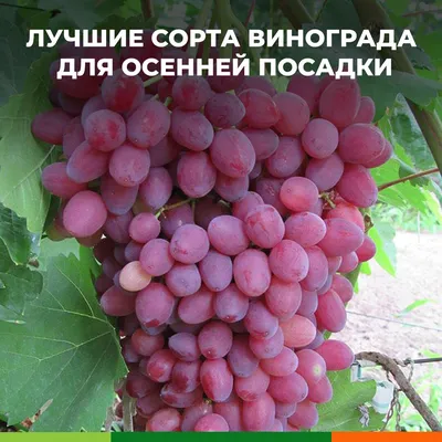 Виноград, комплект из 4-х сортов \"Сангрия\" (Sangria) 4шт саженцев + лучшее  удобрение купить почтой в Одессе, Киеве, Украине | Agro-Market