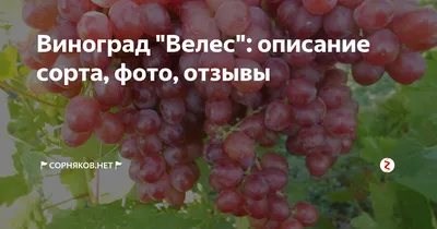 Столовые сорта : Виноград ВЕЛЕС кишмиш привитый на подвой Кобер 5ББ  (САЖЕНЕЦ)