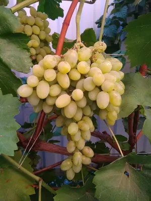 https://vinograd-tver.ru/grapes-varieties-description.html