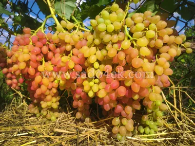 https://vinograd-tver.ru/grapes-varieties-description.html