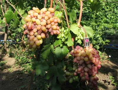 Сорт винограда Виктор (Венгрия) винный