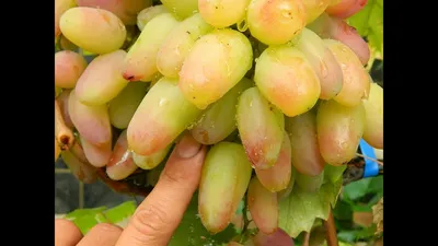 Виноград Виктор (Grapes Victor) 2015 - YouTube