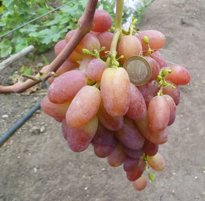 Саженцы винограда сорт Виктор