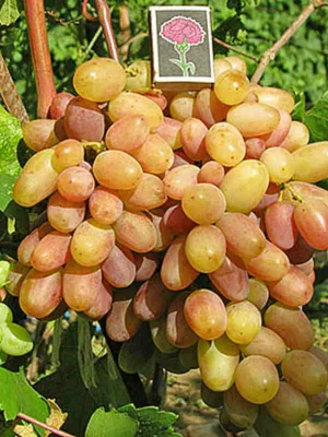 Виноград Виктор саженцы 6 шт (ID#1010641762), цена: 633 ₴, купить на Prom.ua