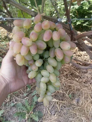 ВИНОГРАД ВИКТОР: купить саженцы винограда виктор в Одессе, Киеве и Украине  - Agro-Market