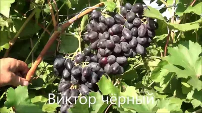 ВИКТОР - описание сорта винограда, фото. - vinogradnik.com.kg