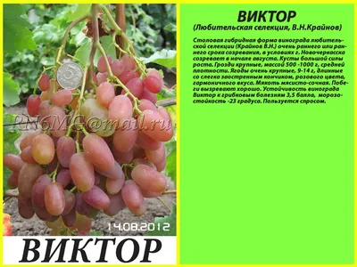 Виноград Виктор (ID#994169132), цена: 90 ₴, купить на Prom.ua