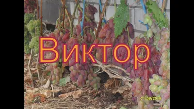 Продам саженец винограда Виктор, купить саженец винограда Виктор, Киевская  обл — Agro-Ukraine