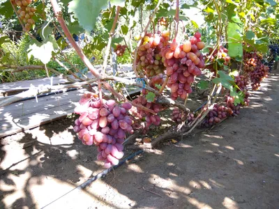 ВИКТОР - описание сорта винограда, фото. - vinogradnik.com.kg