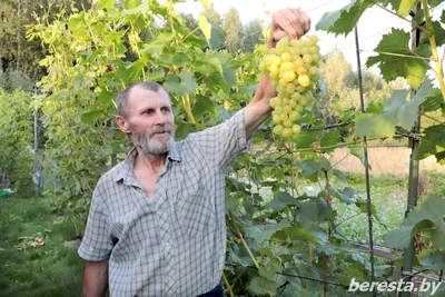 Сорт винограда Виктор (Венгрия) винный