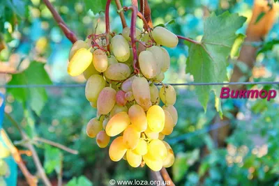 Виноград Виктор(ранний/август) (ID#1320532211), цена: 128 ₴, купить на  Prom.ua