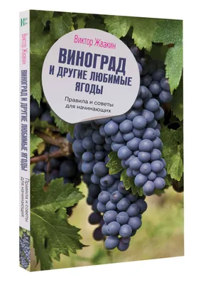 Саженцы лучших сортов винограда собственного производства, доставка по всей  России