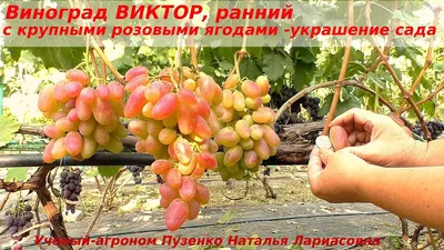Саженцы лучших сортов винограда собственного производства, доставка по всей  России